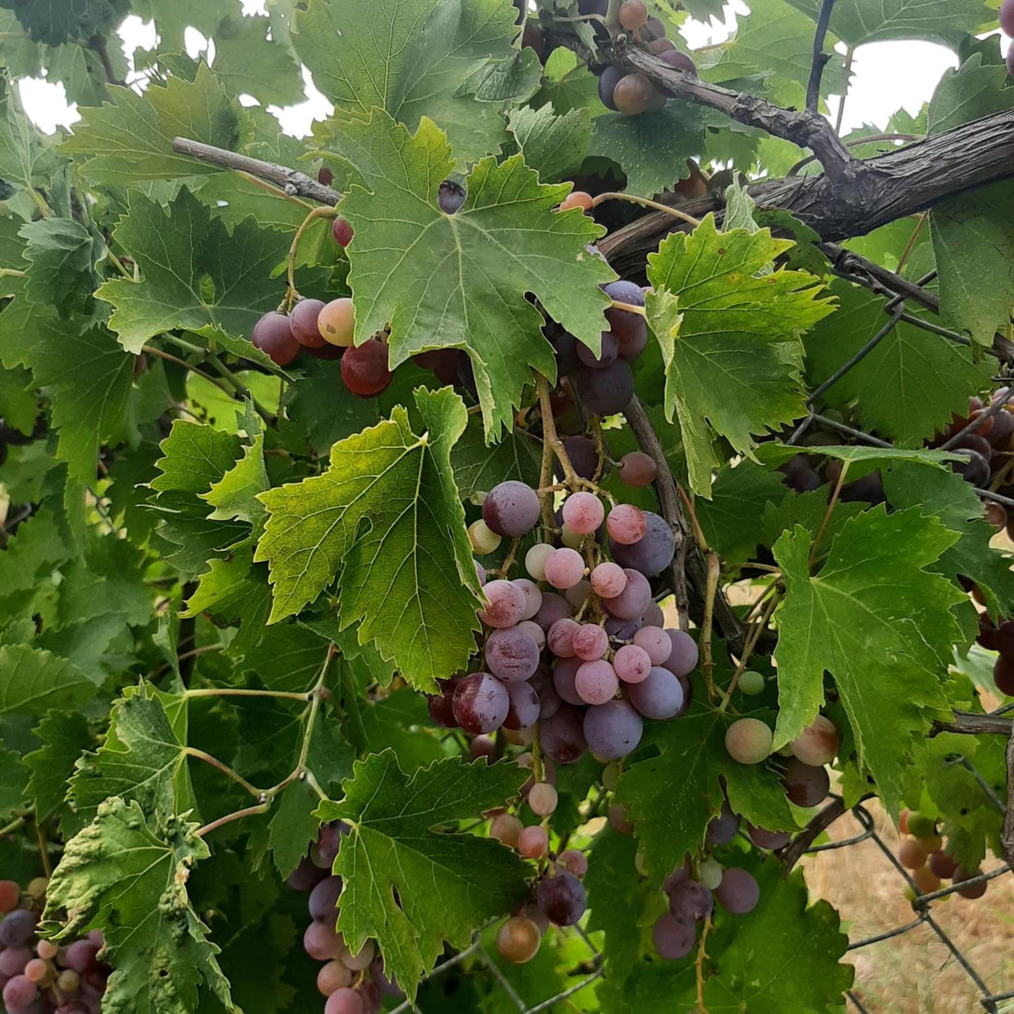 فيلا Αρχοντικό Παπανικολάου Ligaria  المظهر الخارجي الصورة