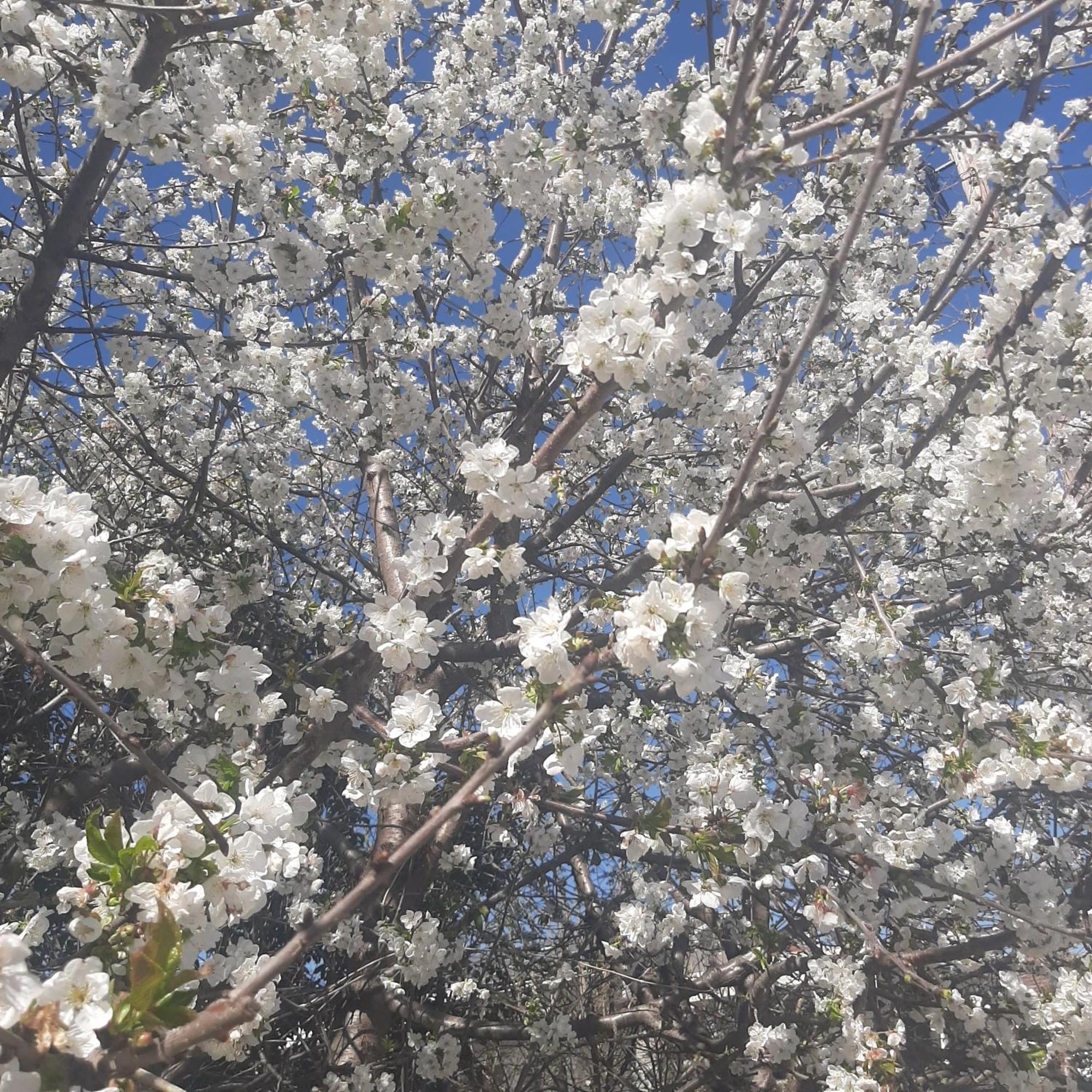 فيلا Αρχοντικό Παπανικολάου Ligaria  المظهر الخارجي الصورة